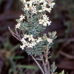 Acrothamnus hookeri (Mountain Beard Heath) at Namadgi National Park - 14 Nov 2004 by BettyDonWood