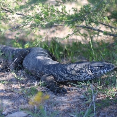 Varanus rosenbergi (Heath or Rosenberg's Monitor) at Tidbinbilla Nature Reserve - 8 Dec 2018 by PeterR