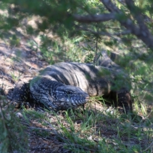 Varanus rosenbergi at Kambah, ACT - suppressed