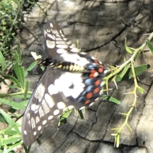 Papilio anactus at Acton, ACT - 19 Dec 2018