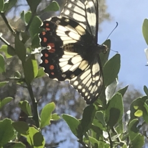 Papilio anactus at Acton, ACT - 19 Dec 2018