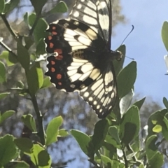 Papilio anactus at Acton, ACT - 19 Dec 2018