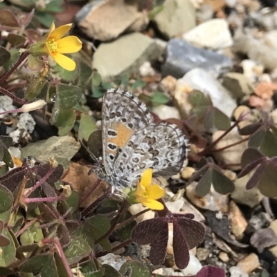 Lucia limbaria (Chequered Copper) at ANBG - 19 Dec 2018 by PeterR