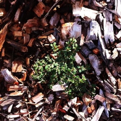 Euphorbia sp. at Hughes, ACT - 18 Dec 2018 by ruthkerruish