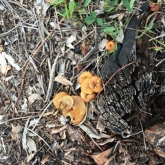 Lentinus arcularius (Fringed Polypore) at Hughes, ACT - 16 Dec 2018 by ruthkerruish