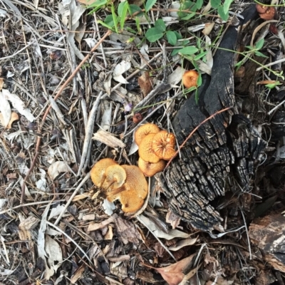 Lentinus arcularius (Fringed Polypore) at Hughes Garran Woodland - 16 Dec 2018 by ruthkerruish