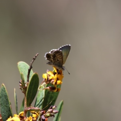 Neolucia agricola (Fringed Heath-blue) at Tennent, ACT - 16 Dec 2018 by PeterR