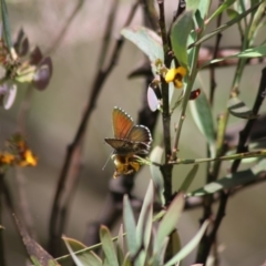 Neolucia agricola at Tennent, ACT - 16 Dec 2018