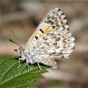 Lucia limbaria at Stromlo, ACT - 17 Dec 2018