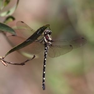 Eusynthemis guttata at Paddys River, ACT - 16 Dec 2018 11:22 AM