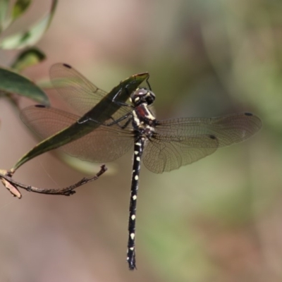 Eusynthemis guttata (Southern Tigertail) at Gibraltar Pines - 16 Dec 2018 by PeterR