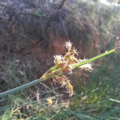 Schoenoplectus validus (River Club-rush) at Mount Majura - 19 Dec 2018 by waltraud