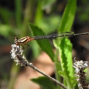 Nososticta solida at Stromlo, ACT - 17 Dec 2018