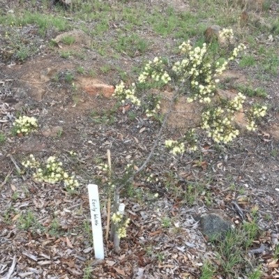 Acacia genistifolia (Early Wattle) at Hughes, ACT - 16 Dec 2018 by ruthkerruish
