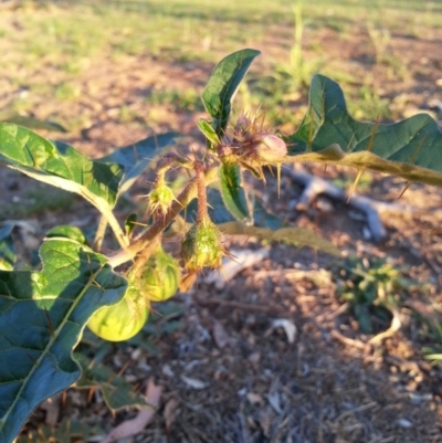 Solanum cinereum (Narrawa Burr) at Hackett, ACT - 19 Dec 2018 by waltraud