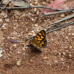 Heteronympha cordace at Paddys River, ACT - 16 Dec 2018 11:00 AM