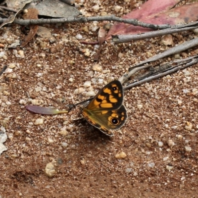 Heteronympha cordace (Bright-eyed Brown) at Gibraltar Pines - 16 Dec 2018 by PeterR