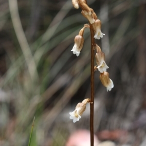 Gastrodia sesamoides at Tennent, ACT - suppressed