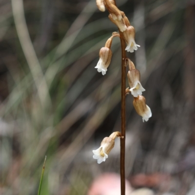 Gastrodia sesamoides (Cinnamon Bells) at Tennent, ACT - 8 Dec 2018 by PeterR