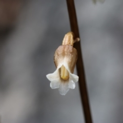 Gastrodia sesamoides at Tennent, ACT - suppressed