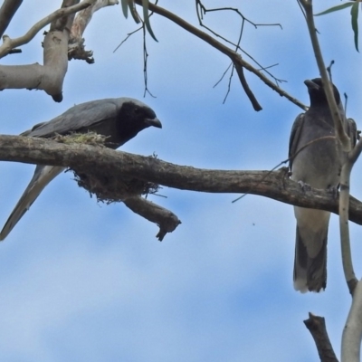 Coracina novaehollandiae (Black-faced Cuckooshrike) at Tharwa, ACT - 19 Dec 2018 by RodDeb