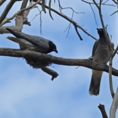 Coracina novaehollandiae at Tharwa, ACT - 19 Dec 2018