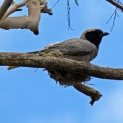 Coracina novaehollandiae at Tharwa, ACT - 19 Dec 2018