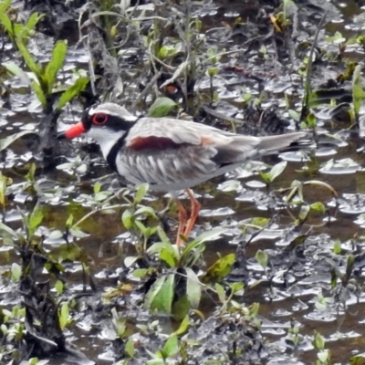 Charadrius melanops (Black-fronted Dotterel) at Tharwa, ACT - 19 Dec 2018 by RodDeb