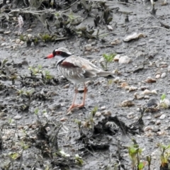 Charadrius melanops at Tharwa, ACT - 19 Dec 2018 03:48 PM