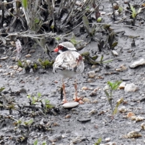 Charadrius melanops at Tharwa, ACT - 19 Dec 2018 03:48 PM