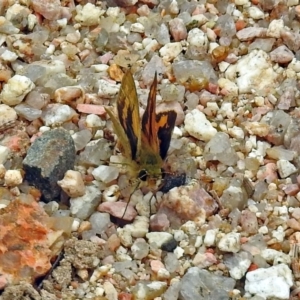 Ocybadistes walkeri at Paddys River, ACT - 19 Dec 2018 12:30 PM