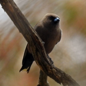 Artamus cyanopterus at Tennent, ACT - 19 Dec 2018