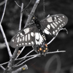 Papilio anactus (Dainty Swallowtail) at Black Mountain - 17 Dec 2018 by JohnBundock