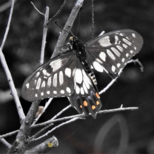 Papilio anactus at Hackett, ACT - 17 Dec 2018 12:04 PM