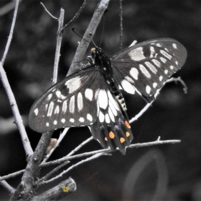 Papilio anactus (Dainty Swallowtail) at Black Mountain - 17 Dec 2018 by JohnBundock
