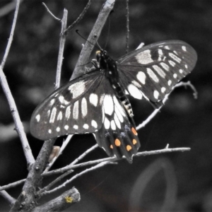 Papilio anactus at Hackett, ACT - 17 Dec 2018