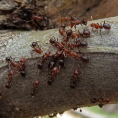 Papyrius nitidus (Shining Coconut Ant) at Tharwa, ACT - 19 Dec 2018 by RodDeb