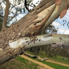 Papyrius nitidus at Tharwa, ACT - suppressed