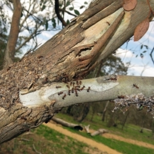 Papyrius nitidus at Tharwa, ACT - suppressed