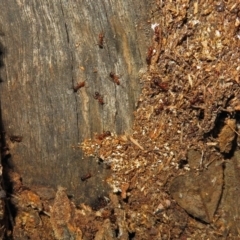 Papyrius nitidus at Tharwa, ACT - suppressed