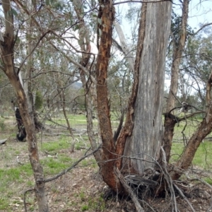 Papyrius nitidus at Tharwa, ACT - suppressed