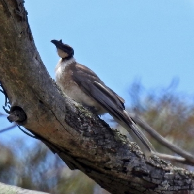 Philemon corniculatus (Noisy Friarbird) at Namadgi National Park - 19 Dec 2018 by RodDeb