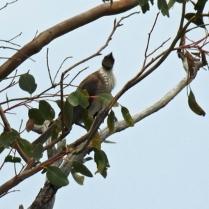 Philemon corniculatus at Paddys River, ACT - 19 Dec 2018