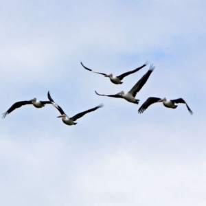 Pelecanus conspicillatus at Tharwa, ACT - 19 Dec 2018