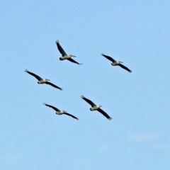 Pelecanus conspicillatus at Tharwa, ACT - 19 Dec 2018