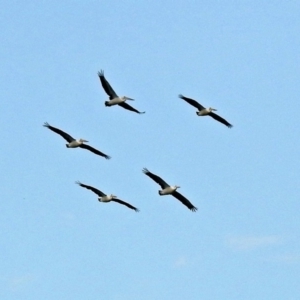 Pelecanus conspicillatus at Tharwa, ACT - 19 Dec 2018 03:52 PM