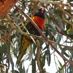 Trichoglossus moluccanus (Rainbow Lorikeet) at Wanniassa, ACT - 20 Dec 2018 by RodDeb