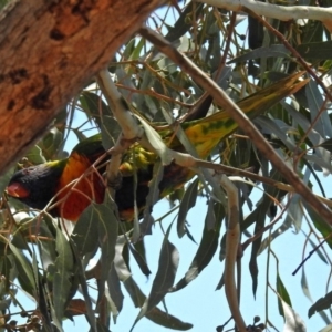 Trichoglossus moluccanus at Wanniassa, ACT - 20 Dec 2018