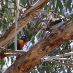 Trichoglossus moluccanus at Wanniassa, ACT - 20 Dec 2018