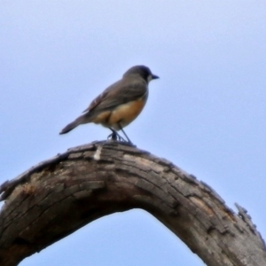 Pachycephala rufiventris at Paddys River, ACT - 19 Dec 2018